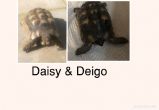 Marginated : Male and Female Marginated approx 16 years old (Daisy & Deigo)